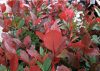 Photinia x fraseri LITTLE RED ROBIN - Korallberkenye