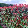 Photinia x fraseri LITTLE RED ROBIN - Korallberkenye