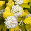 Physocarpus opulifolius ANGEL GOLD ® - Aranysárga hólyagvessző