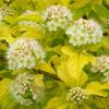 Physocarpus opulifolius ANGEL GOLD ® - Aranysárga hólyagvessző