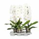 Phalaenopsis Cascade White - Orchidea