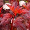 Physocarpus opulifolius DIABLE D'OR ® - Bordó levelű hólyagvessző