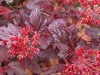 Physocarpus opulifolius DIABLE D'OR ® - Bordó levelű hólyagvessző