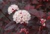 Physocarpus opulifolius DIABLE D'OR ® - Bordó levelű hólyagvessző