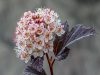 Physocarpus opulifolius DIABOLO ® - Bangitalevelű hólyagvessző