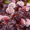 Physocarpus opulifolius LADY IN RED - Magas törzsű hólyagvessző