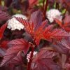 Physocarpus opulifolius LITTLE ANGEL ® - Hólyagvessző