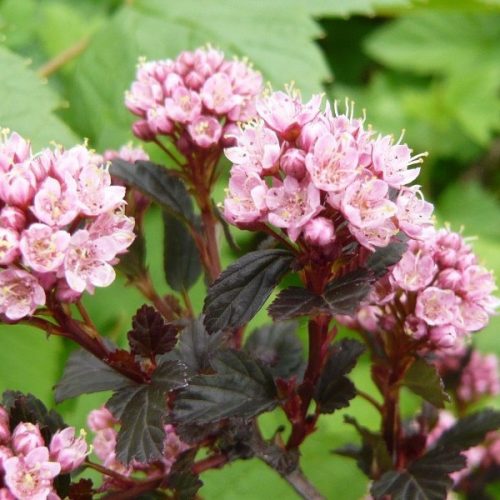 Physocarpus opulifolius LITTLE DEVIL ® - Hólyagvessző