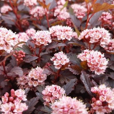 Physocarpus opulifolius LITTLE JOKER® -  Hólyagvessző