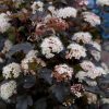 Physocarpus opulifolius LITTLE JOKER® -  Hólyagvessző