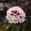 Physocarpus opulifolius SUMMER WINE ® - Borvörös hólyagvessző