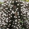 Physocarpus opulifolius SUMMER WINE ® - Borvörös hólyagvessző