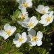 Potentilla fruticosa ABBOTSWOOD - Fehér virágú cserjés pimpó