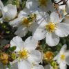 Potentilla fruticosa ABBOTSWOOD - Fehér virágú cserjés pimpó