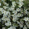 Potentilla fruticosa BELLA BIANCA® - Cserjés pimpó