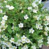 Potentilla fruticosa BELLA BIANCA® - Cserjés pimpó