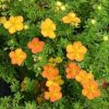 Potentilla fruticosa BELLA SOL® - Cserjés pimpó