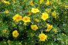 Potentilla fruticosa FRIEDRICHSENII - Cserjés pimpó