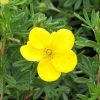 Potentilla fruticosa GOLDFINGER - Cserjés pimpó