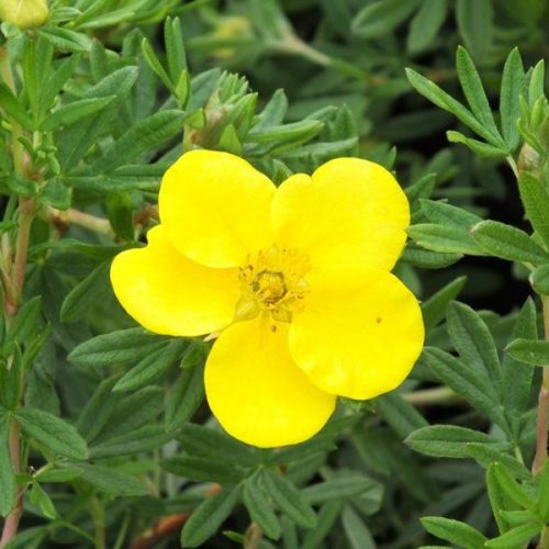 Potentilla fruticosa GOLDFINGER - Cserjés pimpó