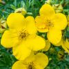 Potentilla fruticosa GOLDFINGER - Cserjés pimpó