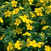 Potentilla fruticosa GOLDFINGER - Cserjés pimpó