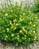 Potentilla fruticosa KOBOLD - Sárga virágú, alacsony cserjés pimpó