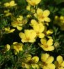 Potentilla fruticosa LOVELY PINK ® - Sárga virágú, alacsony cserjés pimpó