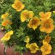 Potentilla fruticosa MANGO TANGO ® - Mangó színű cserjés pimpó