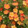 Potentilla fruticosa RED ACE - Narancsvirágú cserjés pimpó