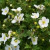 Potentilla fruticosa SNOWFLAKE - Cserjés pimpó