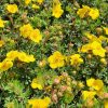 Potentilla fruticosa SOMMERFLOR - Cserjés pimpó