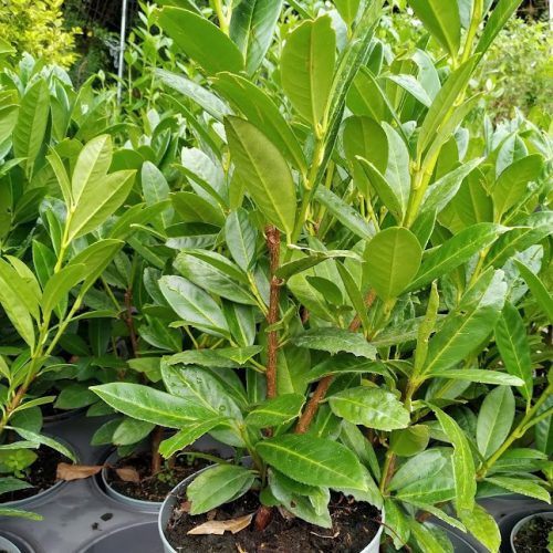 Prunus laurocerasus GREEN TORCH ® - Oszlopos babérmeggy