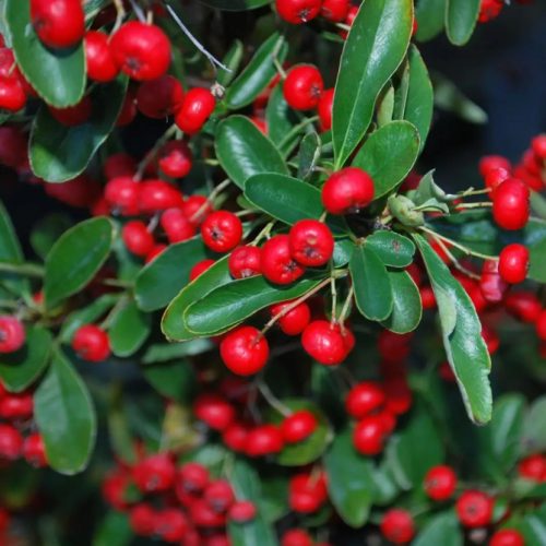 Pyracantha coccinea RED COLUMN - Tűztövis