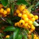 Pyracantha GOLDEN CHARMER - Sárga bogyójú tűztövis