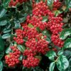 Pyracantha 'MOHAVE' - Tűztövis