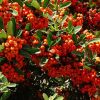 Pyracantha 'MOHAVE' - Tűztövis