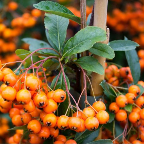 Pyracantha ORANGE CHARMER - Narancsbogyójú tűztövis