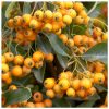 Pyracantha ORANGE CHARMER - Narancsbogyójú tűztövis