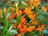 Pyracantha ORANGE GLOW -  Tűztövis