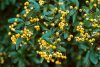 Pyracantha SAPHYR JAUNE ® - Tűztövis