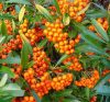 Pyracantha TETON - Tűztövis