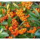 Pyracantha TETON - Tűztövis