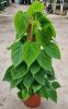 Philodendron Scandens Mosstok  - Filodendron