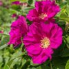 Rosa rugosa RUBRA - Japán rózsa