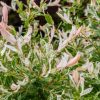 Salix integra 'HAKURO NISHIKI' - Fehér-rózsaszín tarka levelű japán fűz