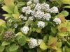 Spiraea betulifolia 'TOR' - Nyírlevelű gyöngyvessző