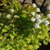 Spiraea betulifolia 'TOR GOLD' ® - Nyírlevelű gyöngyvessző