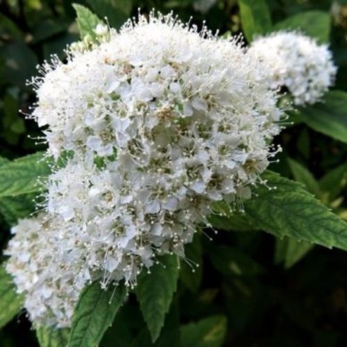 Spiraea japonica 'ALBIFLORA' - Japán gyöngyvessző