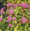 Spiraea japonica 'GOLDFLAME' - Aranypiros japán gyöngyvessző